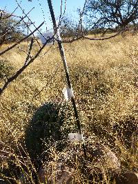 Ferocactus wislizeni image