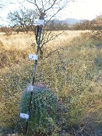 Ferocactus wislizeni image