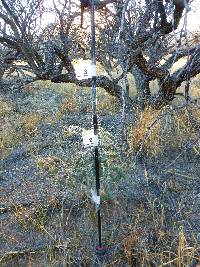 Cylindropuntia spinosior image