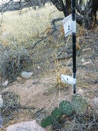 Opuntia engelmannii image