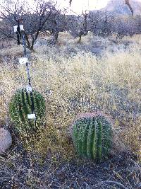 Ferocactus wislizeni image