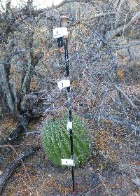 Ferocactus wislizeni image