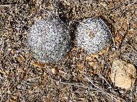 Mammillaria grahamii image