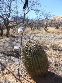 Ferocactus wislizeni image