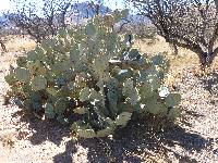 Opuntia engelmannii image