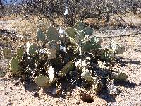 Opuntia engelmannii image