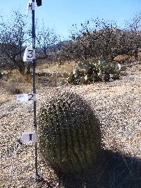 Ferocactus wislizeni image