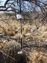 Ferocactus wislizeni image