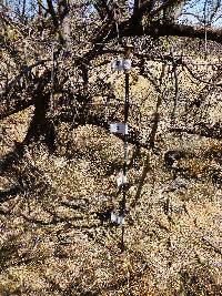 Cylindropuntia spinosior image