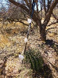 Ferocactus wislizeni image