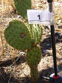 Opuntia engelmannii image