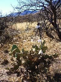 Opuntia engelmannii image