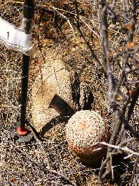 Echinocereus rigidissimus image