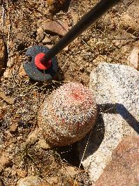 Echinocereus rigidissimus image