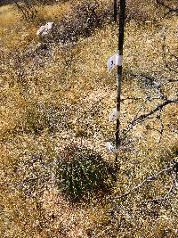 Ferocactus wislizeni image