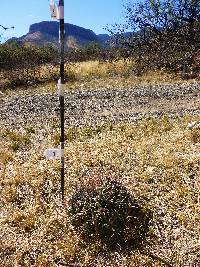 Ferocactus wislizeni image