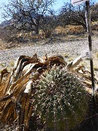 Ferocactus wislizeni image