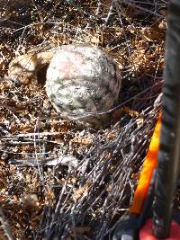 Echinocereus rigidissimus image