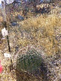 Ferocactus wislizeni image