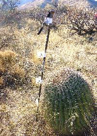 Ferocactus wislizeni image