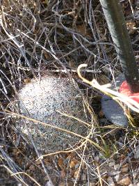 Mammillaria grahamii image
