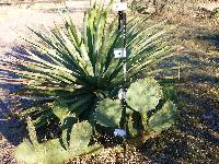 Opuntia engelmannii image