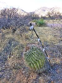 Ferocactus wislizeni image