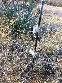 Ferocactus wislizeni image