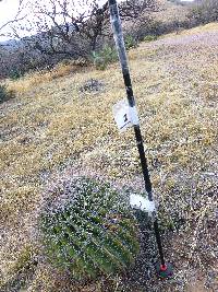 Ferocactus wislizeni image