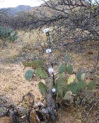 Opuntia engelmannii image