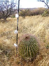 Ferocactus wislizeni image