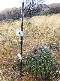 Ferocactus wislizeni image