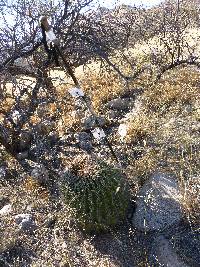 Ferocactus wislizeni image