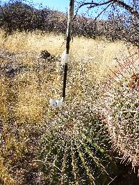 Ferocactus wislizeni image