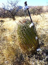 Ferocactus wislizeni image