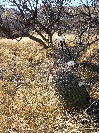 Ferocactus wislizeni image