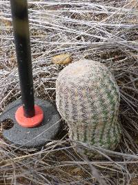 Echinocereus rigidissimus image