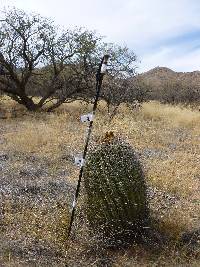 Ferocactus wislizeni image