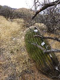 Ferocactus wislizeni image