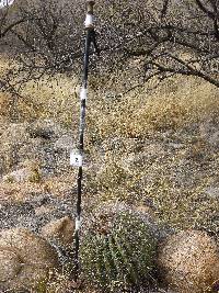 Ferocactus wislizeni image