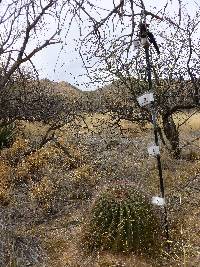 Ferocactus wislizeni image