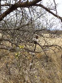 Cylindropuntia spinosior image