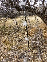 Cylindropuntia spinosior image