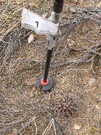 Ferocactus wislizeni image