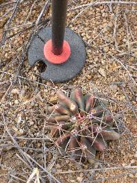 Ferocactus wislizeni image