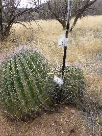 Ferocactus wislizeni image