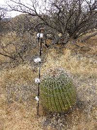 Ferocactus wislizeni image