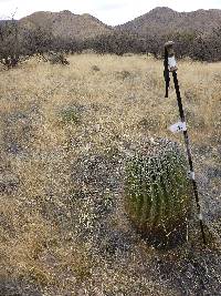 Ferocactus wislizeni image