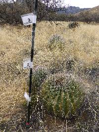 Ferocactus wislizeni image