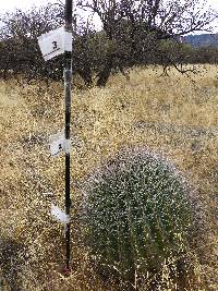 Ferocactus wislizeni image